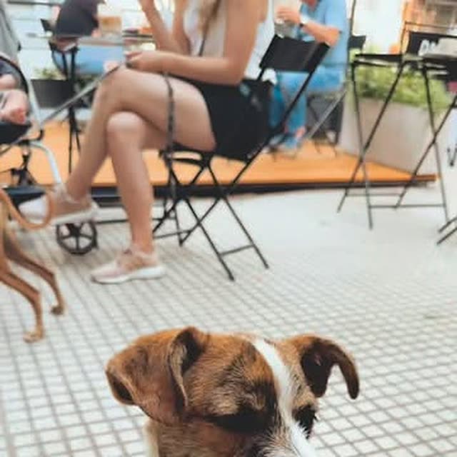 Un perro esperando en la vereda del local